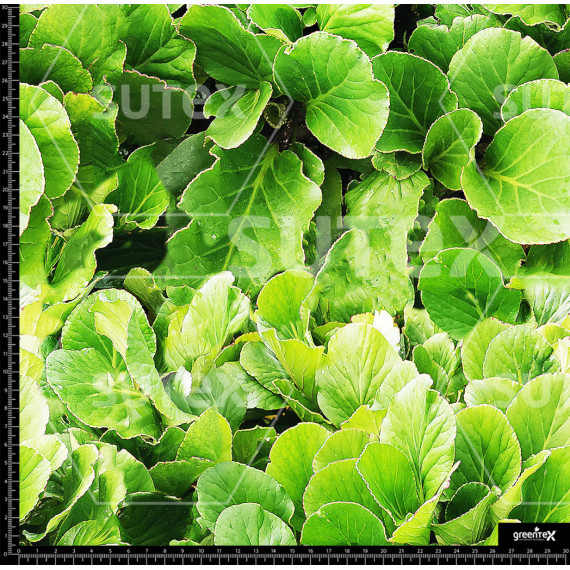 362177 AR BOTANICAL AR