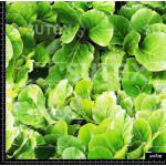 362177 AR BOTANICAL AR