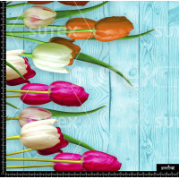 370729 BB BORDERTULI 1 B