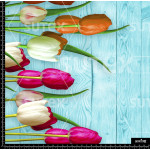 370729 BB BORDERTULI 1 B