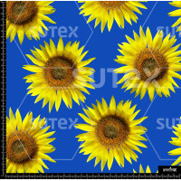 372823 AR GIRASOL AMAR12 AR