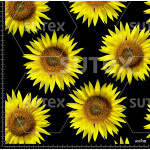 372800 AR GIRASOL AMAR1 AR