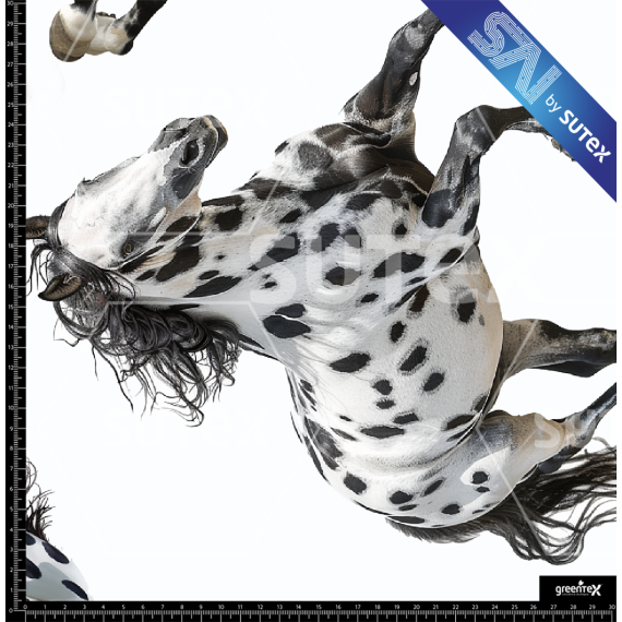 380252 HORSES SAI FS
