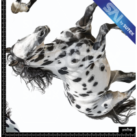 380252 HORSES SAI FS