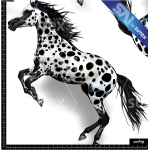 380273 HORSES2 SAI FS