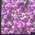 378023 AQ COLORDIROSE AQ