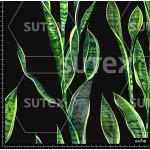 388573 SAI EXOTICA 2 SAI B