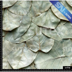 390119 SAI LEAVESMIX SAI B