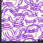 391525 AQ MOLE HONDAS FUCSIAS AQ