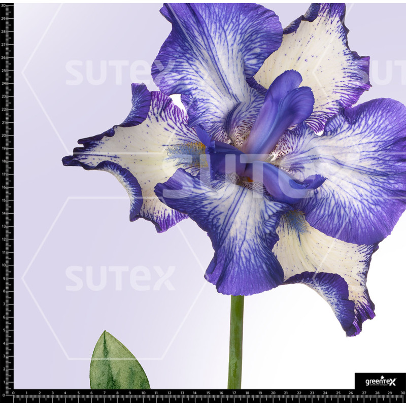 397647 BB MAXI FLORES 1 B