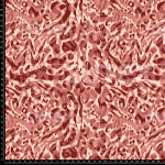 399012 3LEOPARDO DIFUSO EP